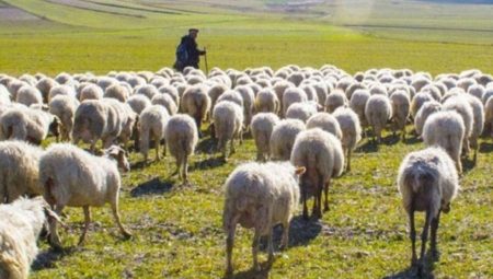 Çoban Sertifikası ve Devlet Çoban Desteği